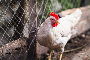 A close-up view of a white chicken with a vibrant red comb at a rustic farm during the golden hour