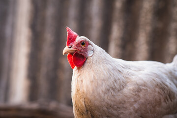 A close-up view of a white chicken with a vibrant red comb at a rustic farm during the golden hour