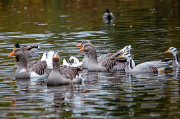 Obraz premium Schwimmende Gänse auf einem See