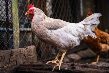 A close-up view of a white chicken with a vibrant red comb at a rustic farm during the golden hour