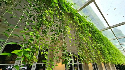 Vertical garden of trailing green vines beneath a glass ceiling, the lush green vines create a...