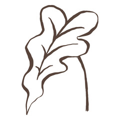 Aesthetic leaf png sticker, botanical line art transparent background