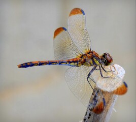Dragonfly Sympetrum baccha matutinum female. Yangdong, Gyeongju-si, Gyeongsangbuk-do, South Korea.