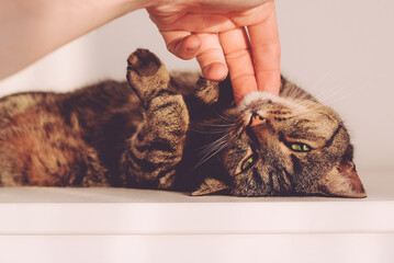 Cute mackerel tabby cat relaxing and enjoying caresses of his human, close up. Male hand petting domestic european shorthair cat.