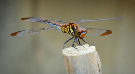 Dragonfly Sympetrum baccha matutinum female. Yangdong, Gyeongju-si, Gyeongsangbuk-do, South Korea.