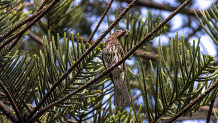 Australasian Figbird (Sphecotheres vieilloti) female