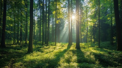 Fototapeta premium Cinematic view of a spring forest with towering trees and sunlight streaming through, casting dappled light on the fresh green foliage below