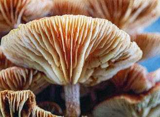 Close-up view of  mushrooms. Close-up of mushrooms texture background. macro mushroom