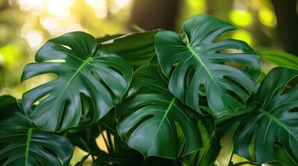 Dark green Monstera leaves with sharp leaf patterns stand out against a tropical nature background.