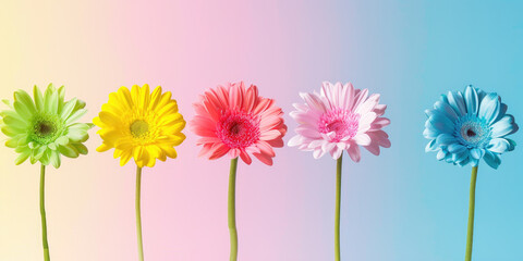 A vibrant row of colorful daisies stands tall with unique hues, each showcasing its own distinct charm and lively appeal.