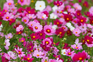 壁紙 コスモス畑01