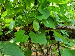Ivy gourd vegetable fresh green hanging on garden sign of organic farming and healthy growth also...