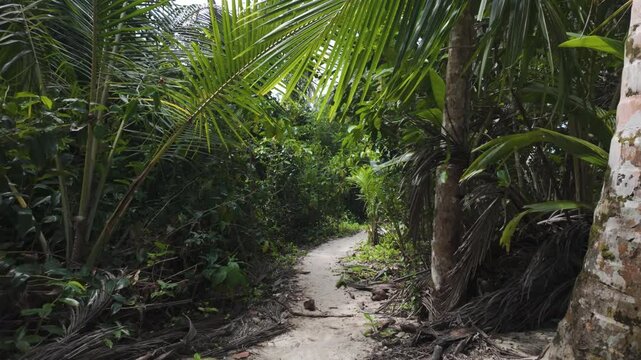 Sandy path through lush tropical jungle in Cahuita National Park, Costa Rica