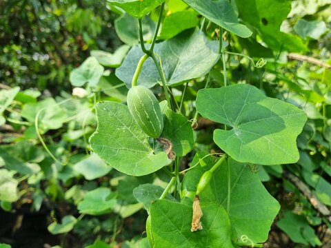 Ivy gourd vegetable fresh green hanging on garden sign of organic farming and healthy growth also known as scarlet gourd from cucurbitaceae family