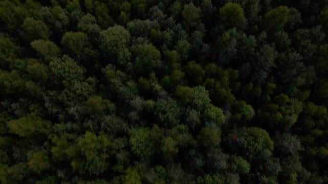 Bird's eye view over dense forest. The camera tilts upward, revealing a farmhouse and barns before showing a river running through the landscape.