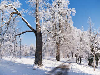Reifbedeckte Bäume an einer schneebedeckten Strasse im sonnigen Winterlicht