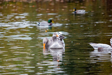 Graugans und Enten im Teich