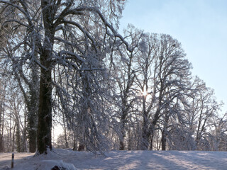 Fototapeta premium alte Bäume im Gegenlicht an einem kalten Wintertag mit Schnee
