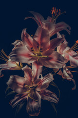 Pink lilies in full bloom against a black backdrop, showcasing the soft texture of their petals and rich color, vertical photo.