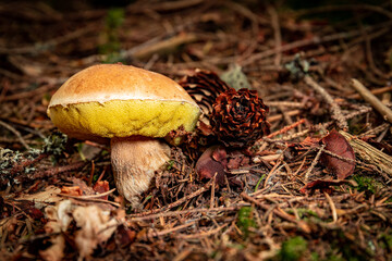 White mushroom in a mountain forest. Wet forest with mushrooms.