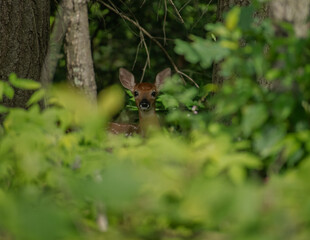 curious fawn in the shadows of the woods