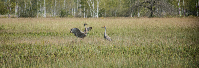 sandhill cranes in a field