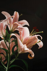Elegant pink lilies stand out against a black background, emphasizing their natural beauty and...