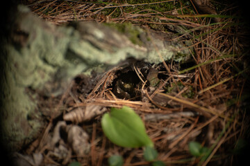 snake in a hole in the ground