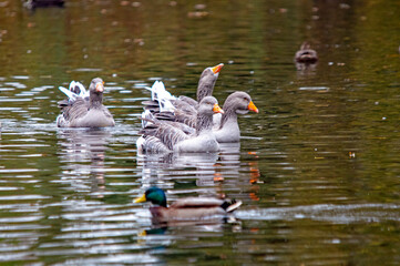 Gruppe von Graugänsen