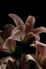 Elegant pink lilies stand out against a black background, emphasizing their natural beauty and...