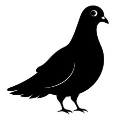 Pigeon Bird Black silhouette vector illustration isolated on a transparent background