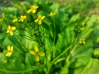 green mustard flower