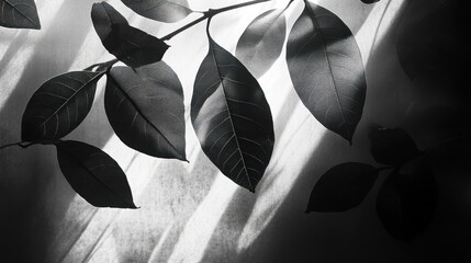 The shadows of large leaves overlapping each other on a glass surface. The resulting shadows add dimension and depth.