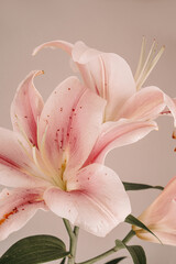 Obraz premium Lush pink lilies on a beige backdrop, with their vibrant petals and intricate details standing out, vertical photo.