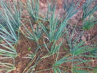 leek plant or Allium fistulosum in the garden
