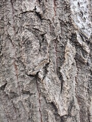 Detailed texture of grey tree bark