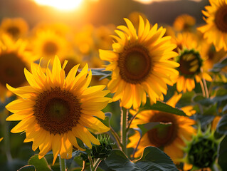 Obraz premium Sunflowers in a field all facing the same direction, basking in the sun's warm glow.
