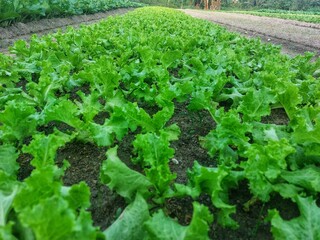 lettuce plants or Lactuca sativa in the garden