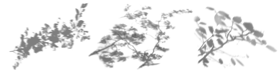 PNG palm leaf shadow  cut out element set