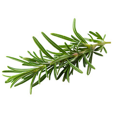 Fototapeta premium Fresh green rosemary close-up, seasoning