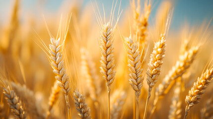 Wheat field with the sun. Golden wheat ears close-up. A fresh crop of rye