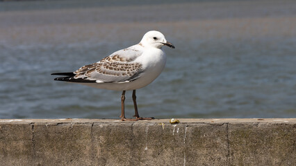 Silver Gull (Red-billed) Juvenile bird