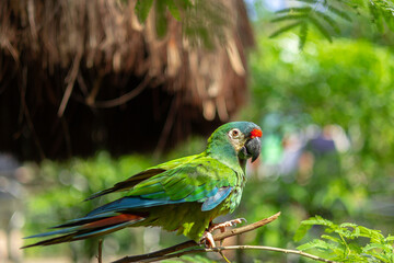 green winged macaw