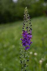 Verbascum phoeniceum, known as purple mullein, blooms in spring. Purple perennial wild flower in rainy weather