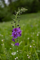 Verbascum phoeniceum, known as purple mullein, blooms in spring. Purple perennial wild flower in rainy weather