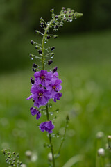 Verbascum phoeniceum, known as purple mullein, blooms in spring. Purple perennial wild flower in rainy weather