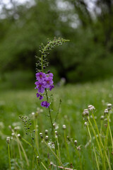 Verbascum phoeniceum, known as purple mullein, blooms in spring. Purple perennial wild flower in rainy weather