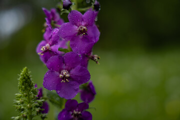Verbascum phoeniceum, known as purple mullein, blooms in spring. Purple perennial wild flower in rainy weather
