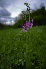 Verbascum phoeniceum, known as purple mullein, blooms in spring. Purple perennial wild flower in rainy weather