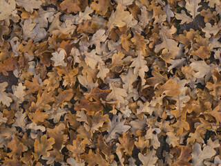 lot of leaves on concrete ground